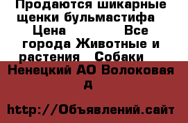 Продаются шикарные щенки бульмастифа › Цена ­ 45 000 - Все города Животные и растения » Собаки   . Ненецкий АО,Волоковая д.